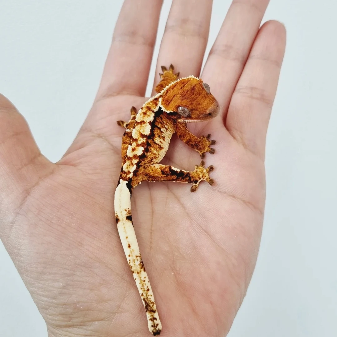 睫角守宫（苗子）活体爬宠新手入门温顺可爱易饲养桌面懒人萌宠宠物