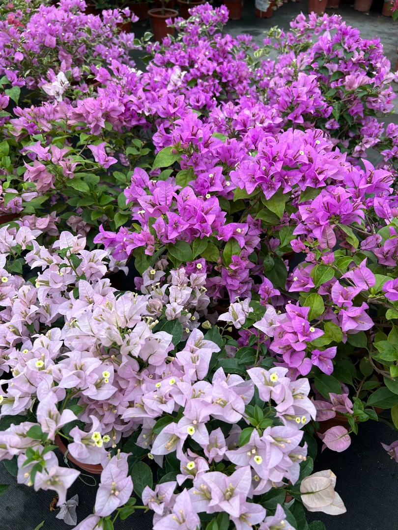 【伊娃系列】三角梅白色花卉动态净化庭院勤花品种基地直发火锅