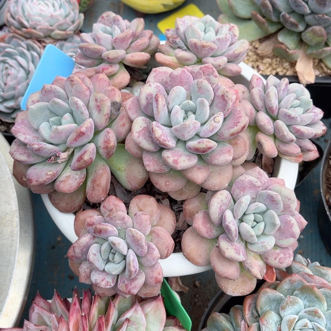 精品多肉植物老桩
