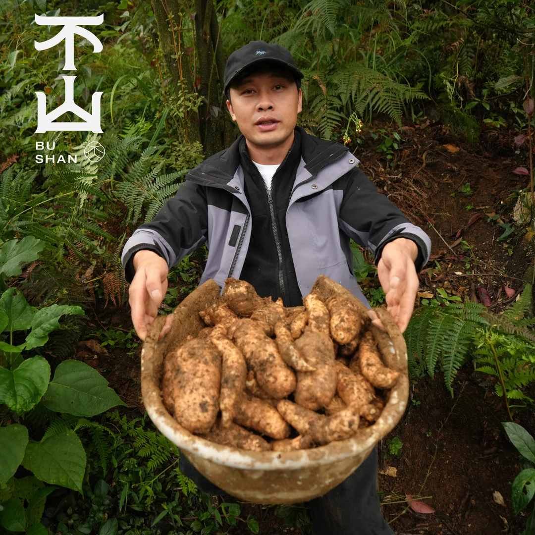 不山 · 云南昭通小草坝新鲜天麻仿野种植天麻带泥发货1/3/5斤包邮