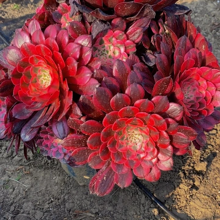 如**.红彤白多肉1颗多肉