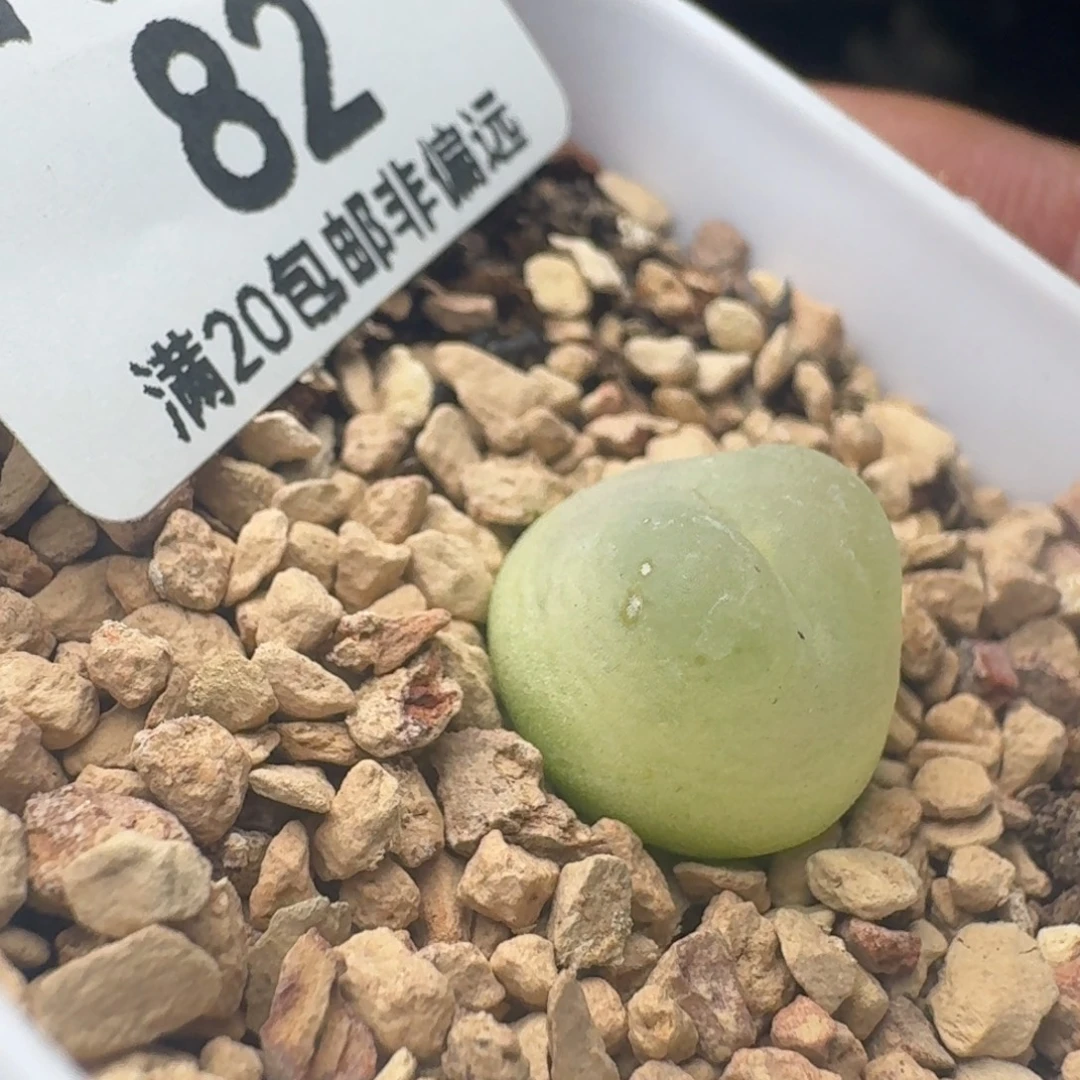 拉登1.3有瑕疵。带盆土。