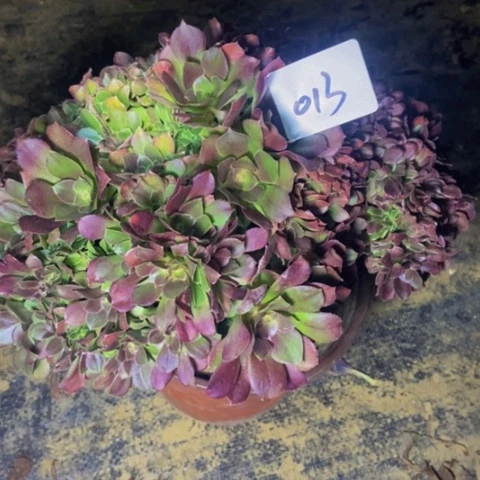 红玫瑰朵朵缀多肉植物13多肉