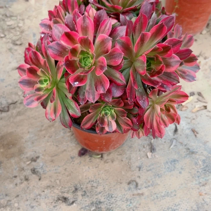 551安娜多肉植物