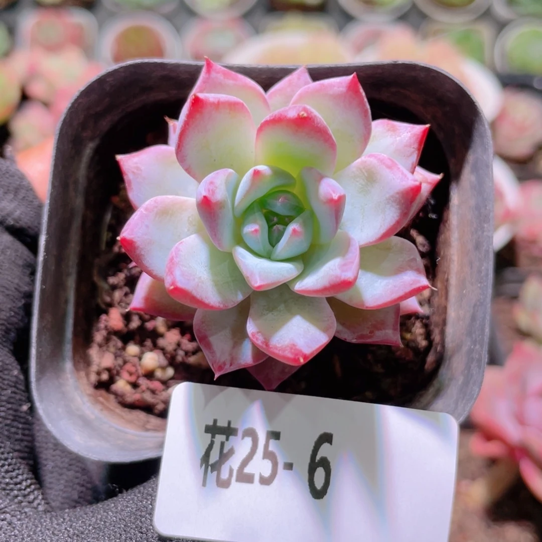 花利美25- 6粉蓝鸟