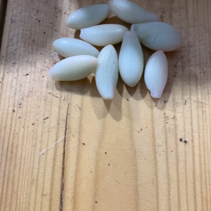 大*糖美人锦盲盒叶片多肉锦