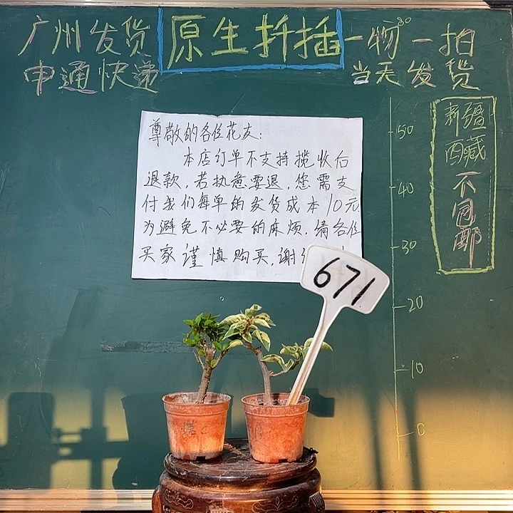 完全开放塔橙掌中宝 橙冰掌中宝671