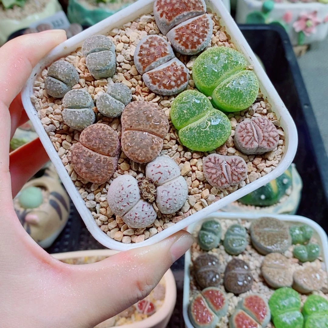 生石花花花花花329