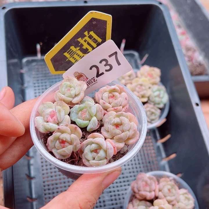 多肉植物多肉植物