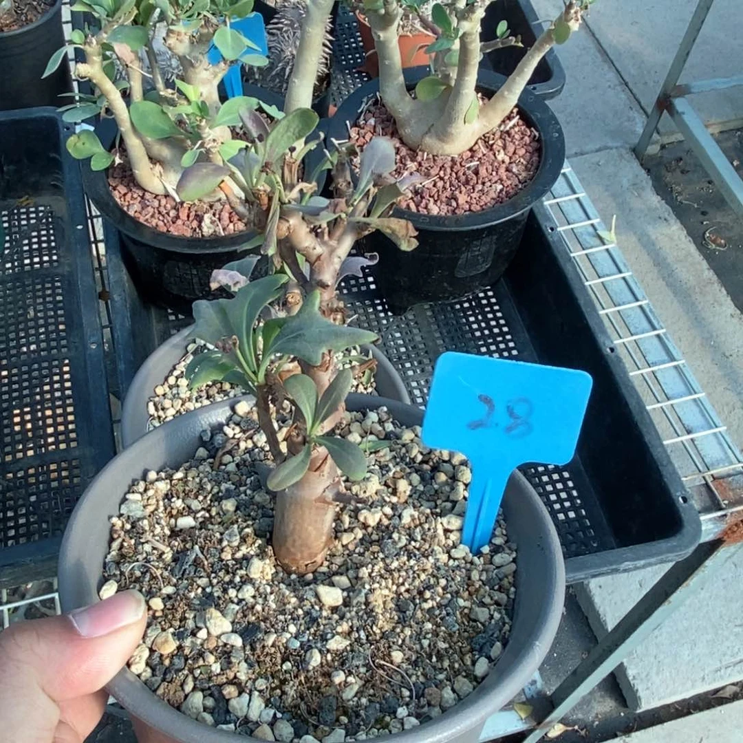 瓶干厚敦菊多肉植物