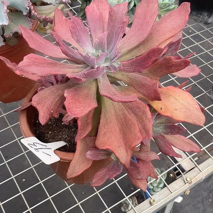 晨语多肉，一物一拍砖石锦93