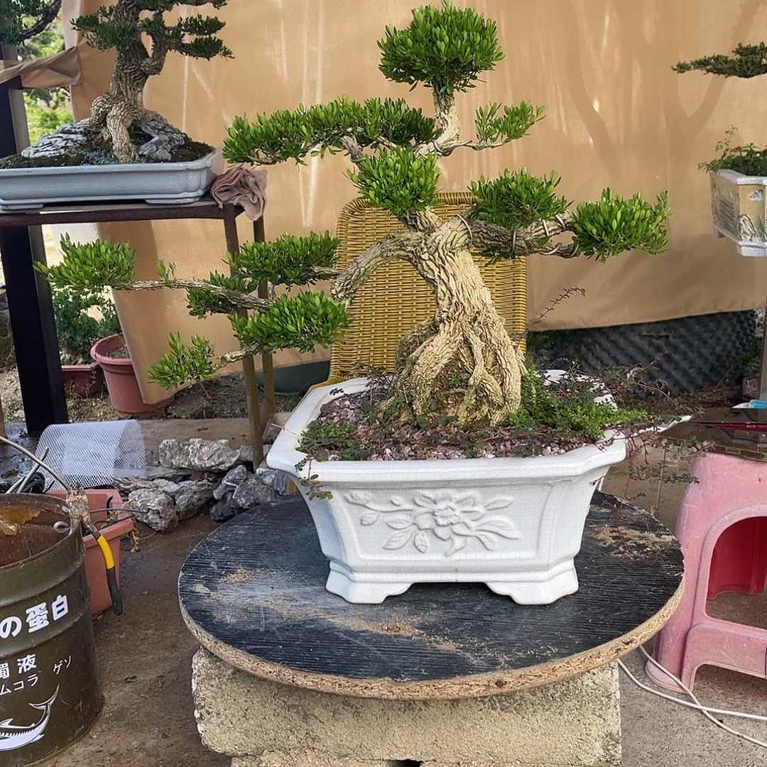 当前无花朵，栽培后可花朵