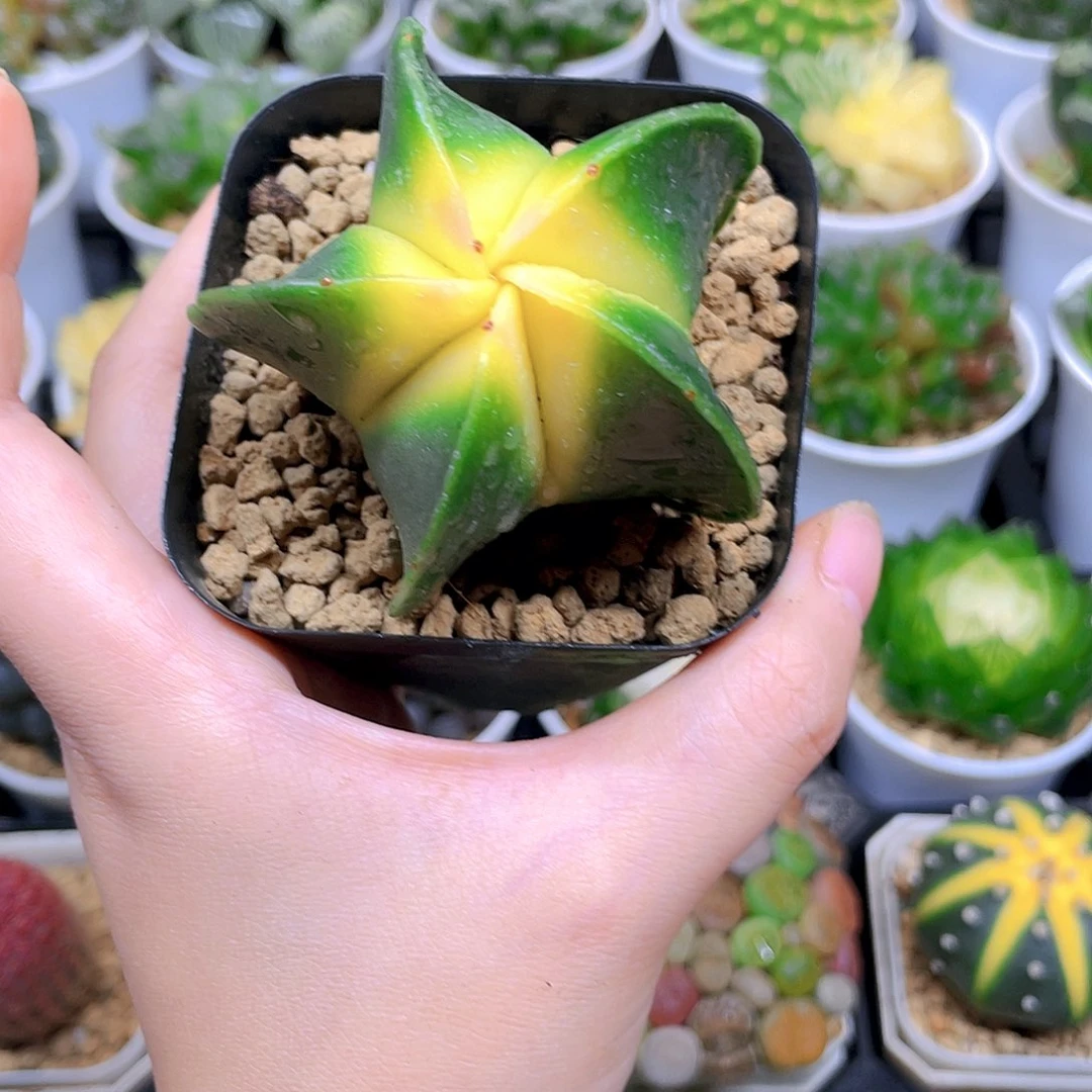 五角鸾凤玉，原盆