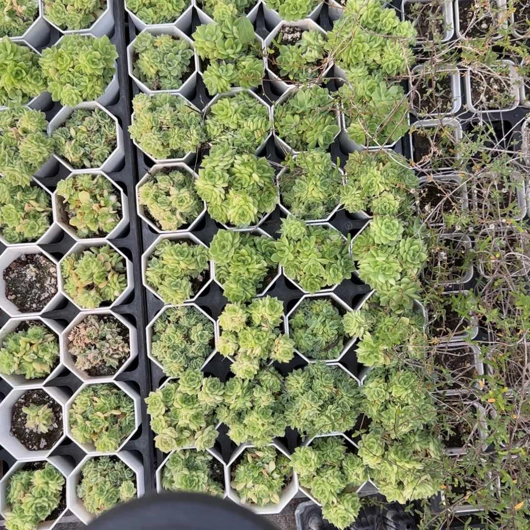 32个麦杆群满20包邮