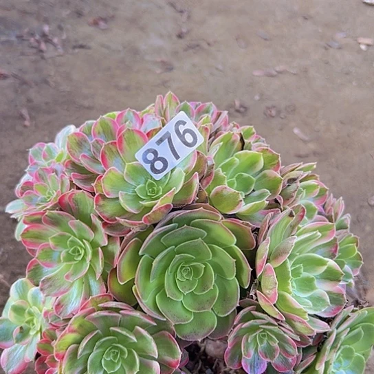 百***合多肉植物一个安娜