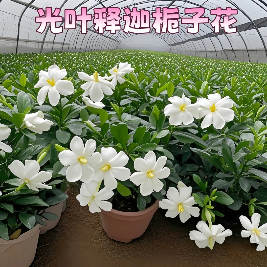 【光叶释迦】栀子花贵货品种小叶栀子花浓香耐热绿植花卉室内外植物