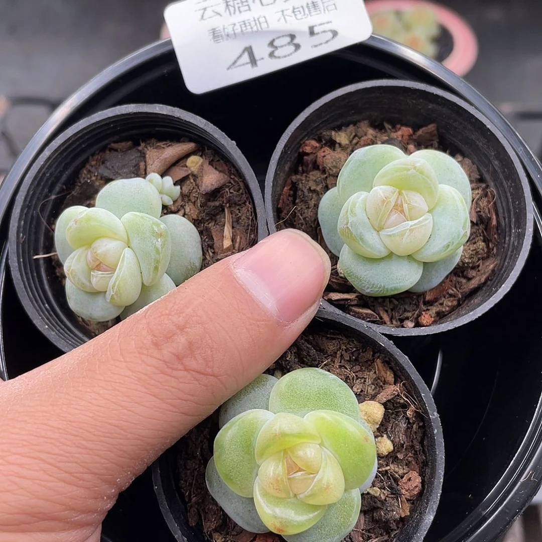 云糖心多肉植物485