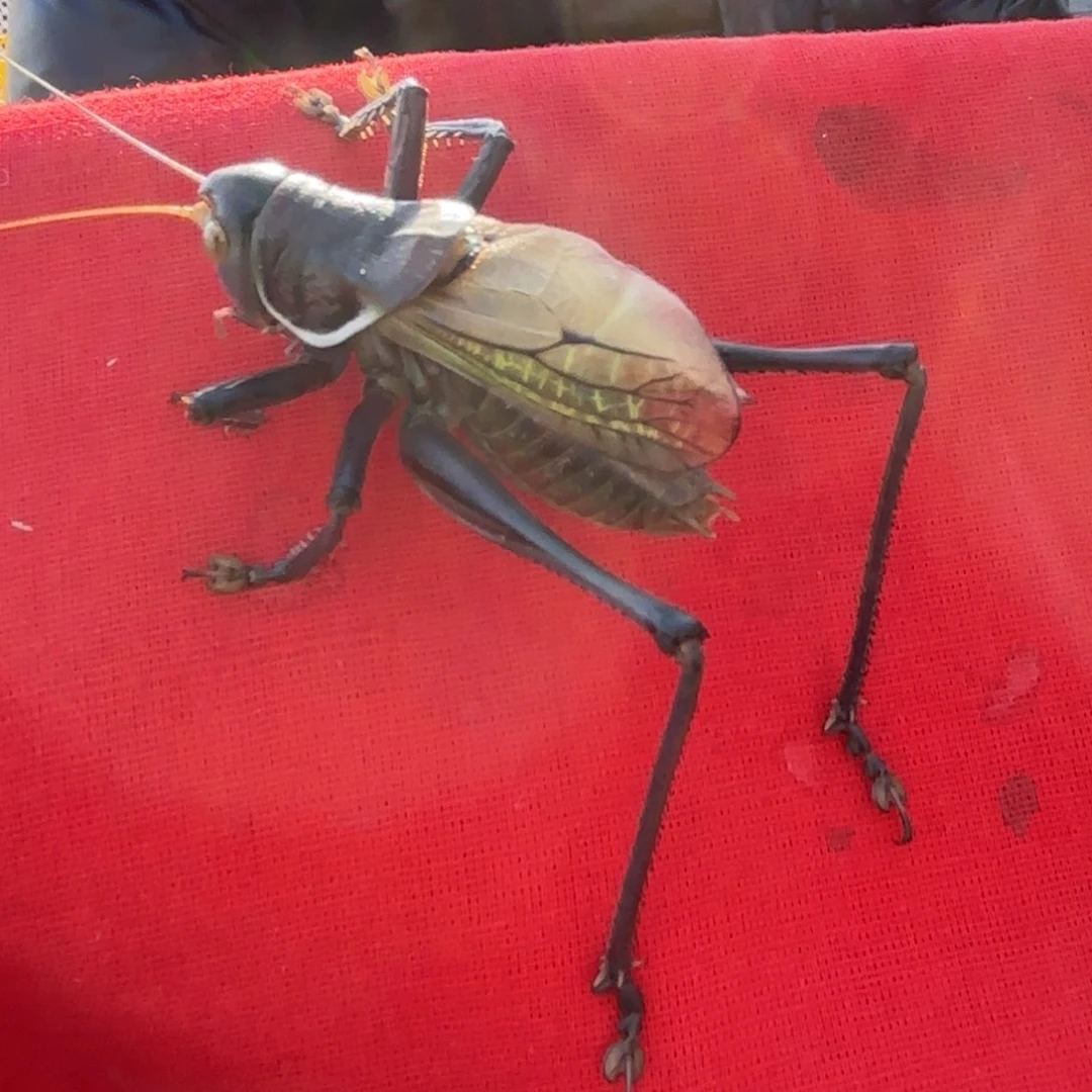 稳***男蝈蝈蝈蝈福福价格