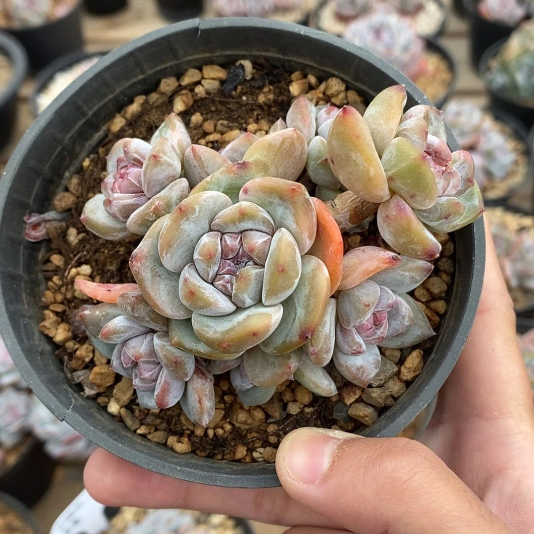 八头绿底紫心小包子脸