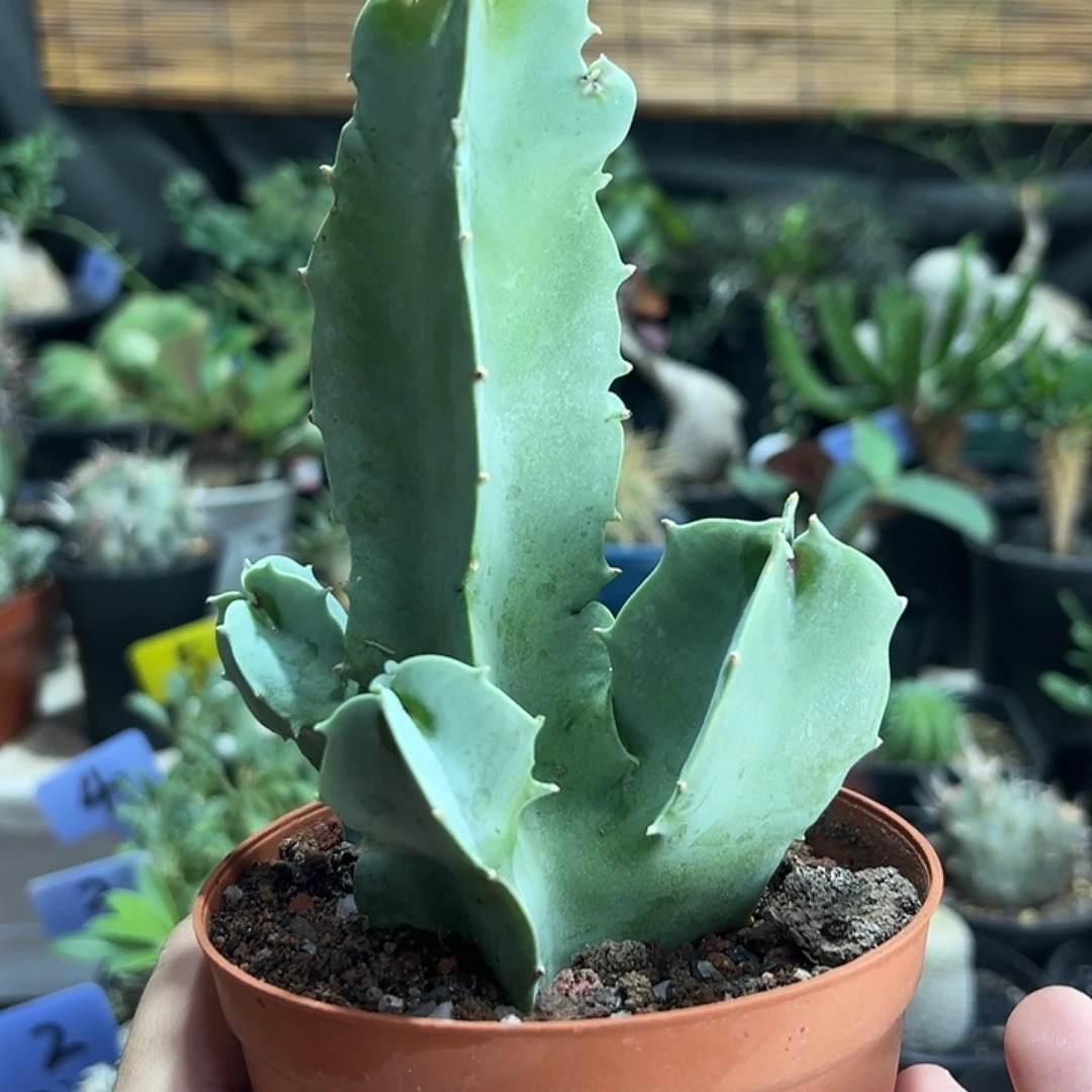 四方萝摩111111111