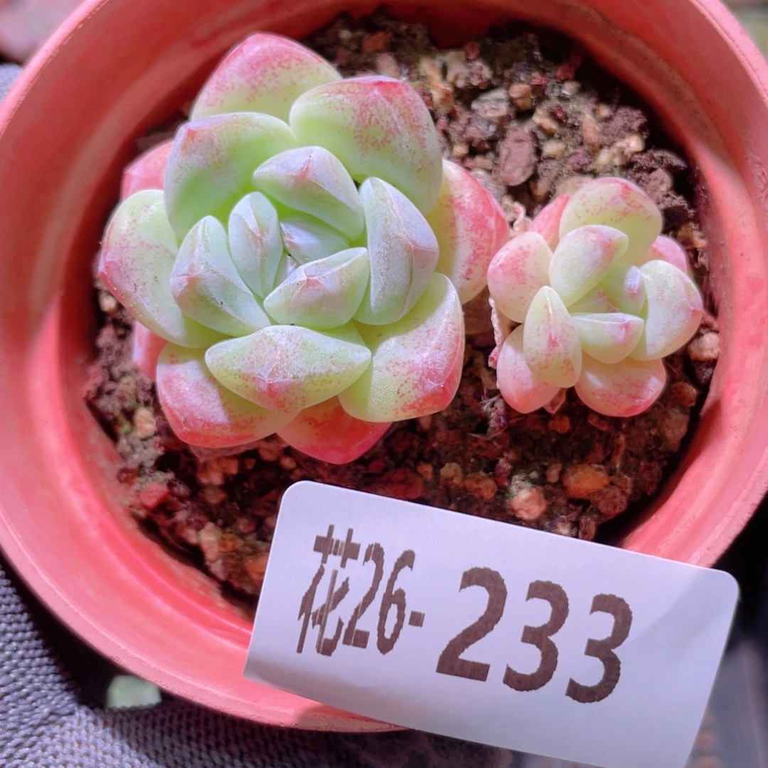 花利美26-233冰玉
