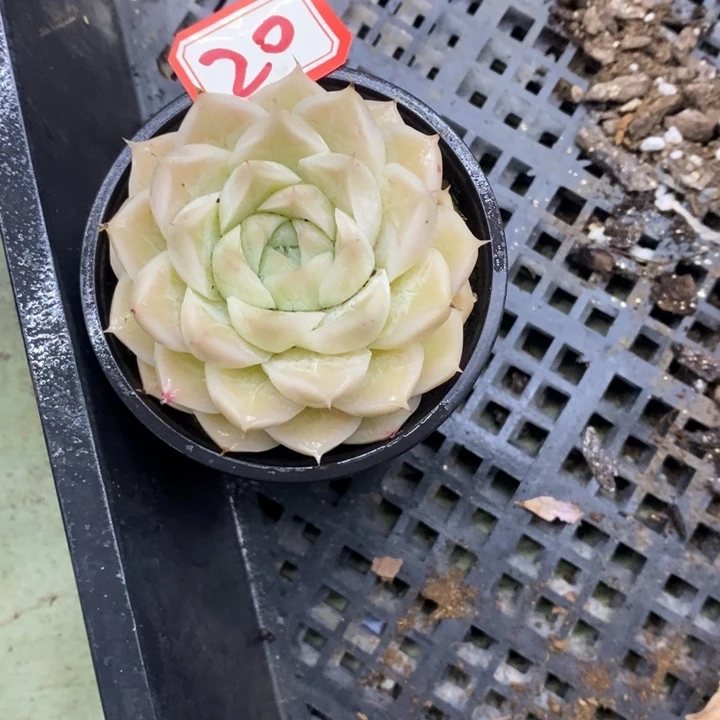 孤**者一物一拍白女王多肉20