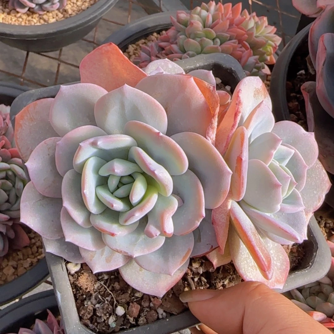 【闪购商品】三头奶茶39.9