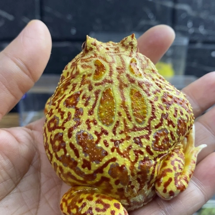 周***金角蛙420号大火龙角蛙