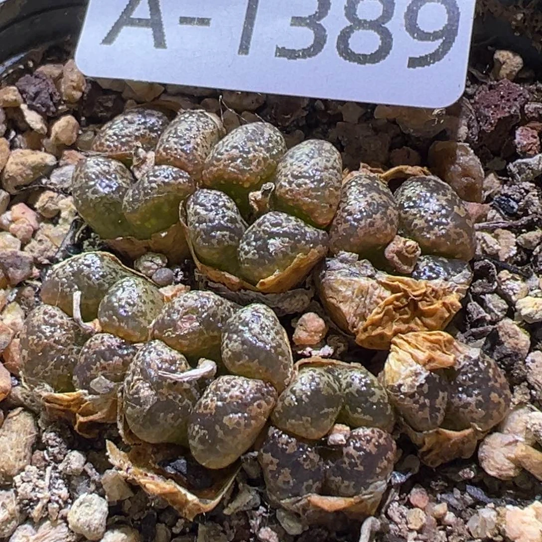 多肉植物11111111111111111