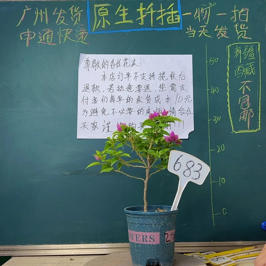 当前无花栽培后可以开花紫狐狸683