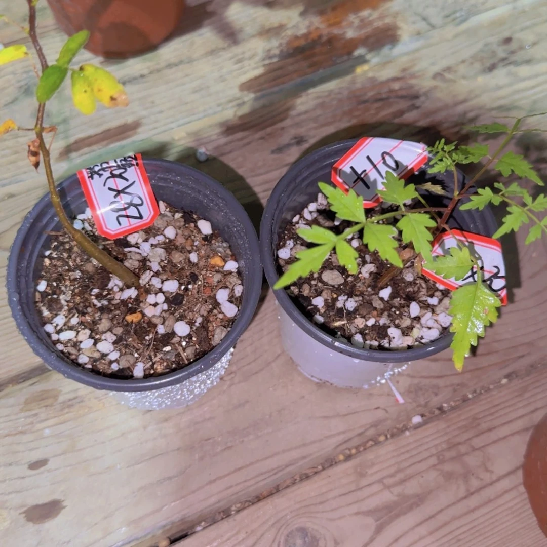 *****块根植物块根植物
