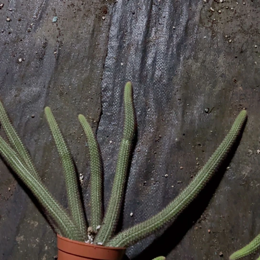 金妞一颗包邮包邮包邮包邮