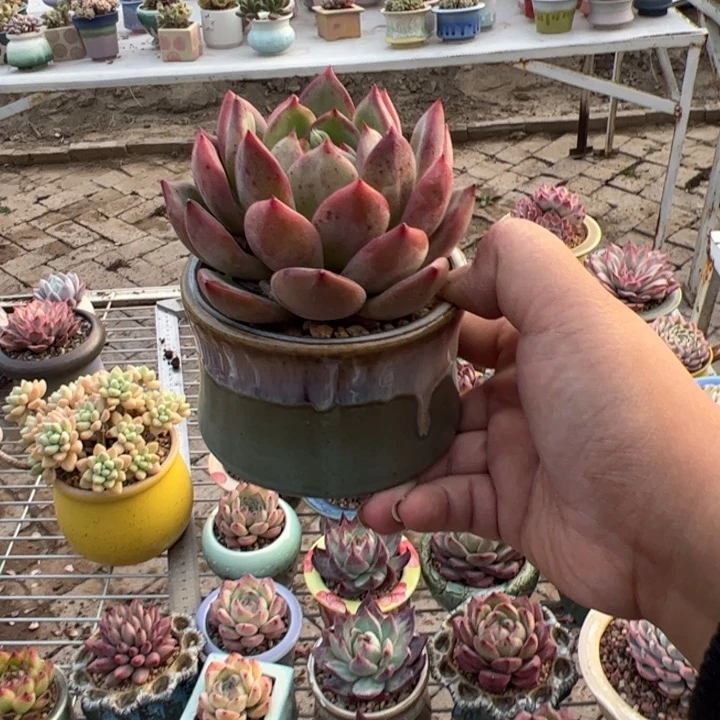 夜魔侠带特价花盆1个