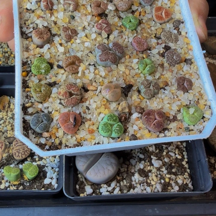 い*白多肉植物的生长发育7