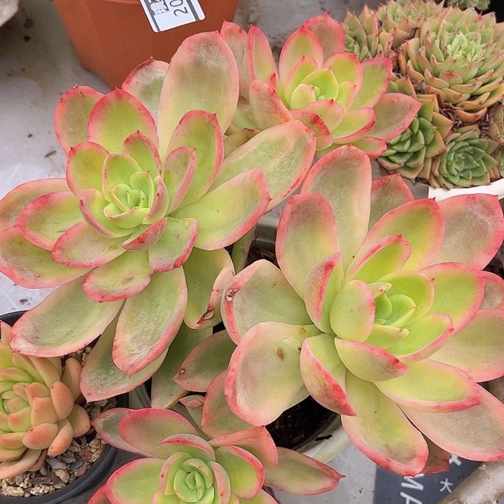 乔伊锦20128多肉植物