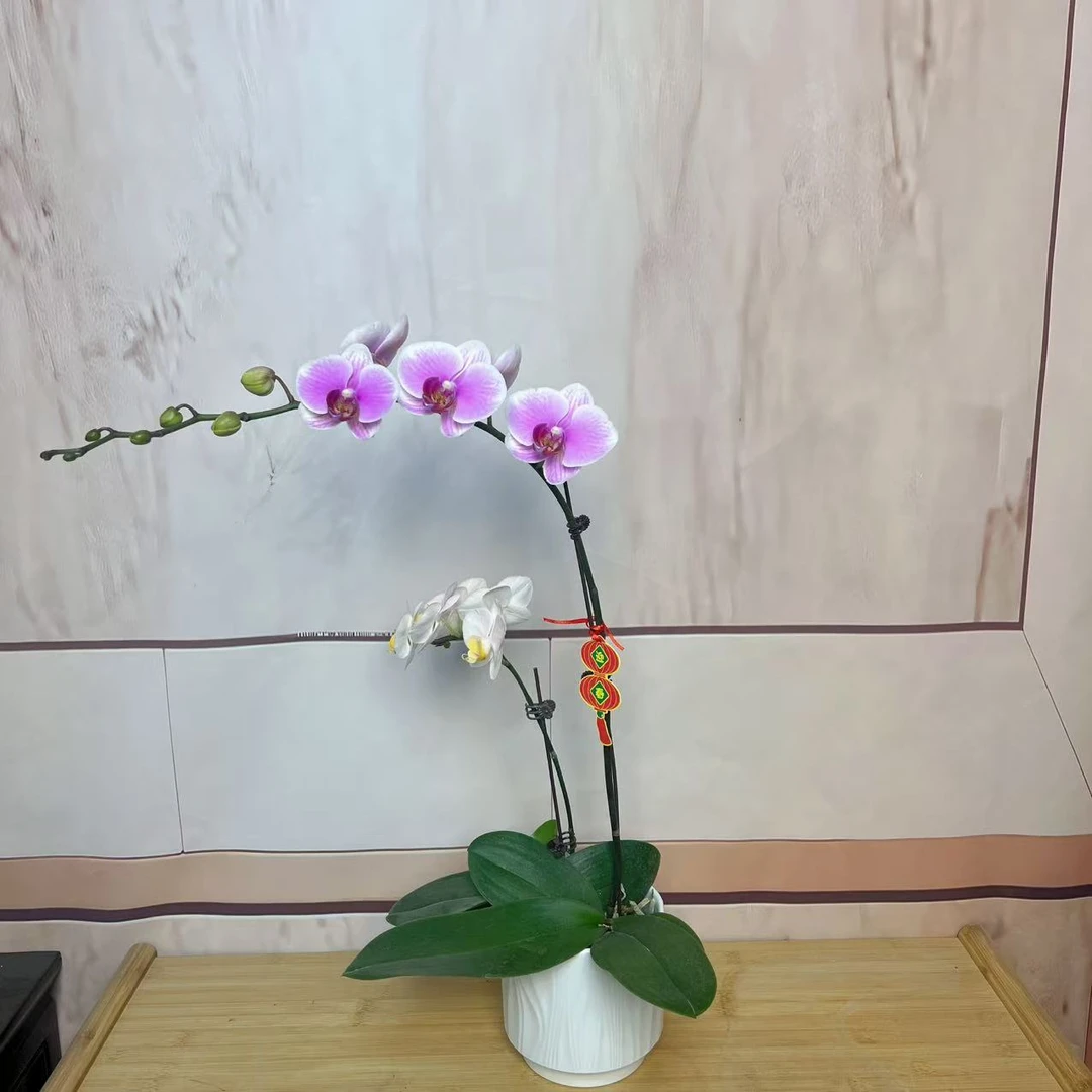 【悦己1】植株高品質蝴蝶蘭基地直发种 植施肥观赏花卉