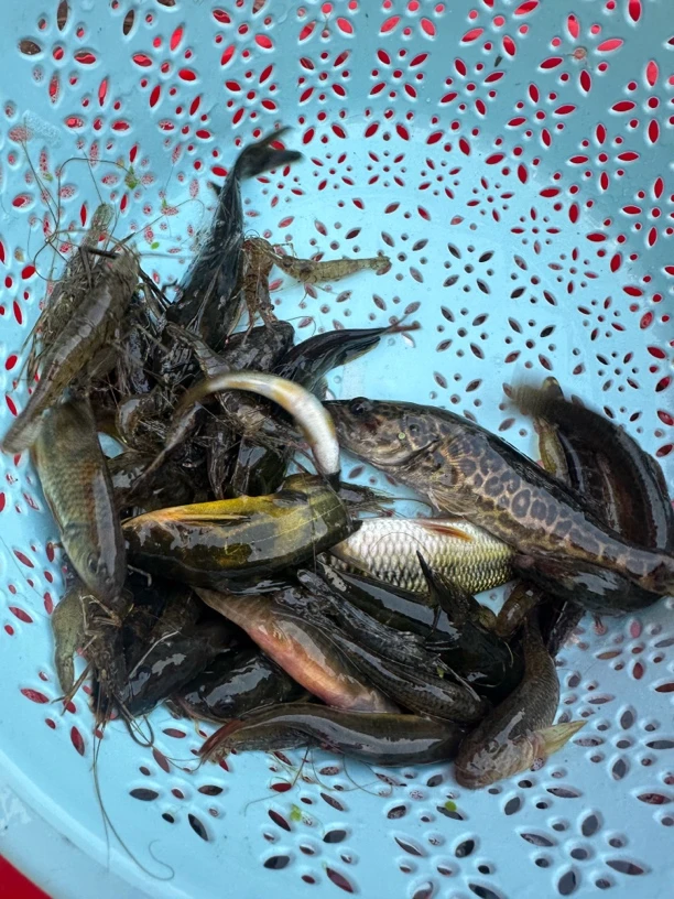 原生态溪流河杂鱼净膛顺丰真空包邮