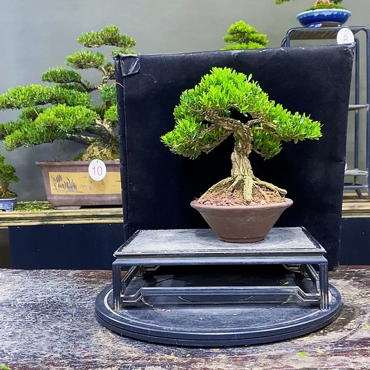 无花朵M黄杨盆景四季常青