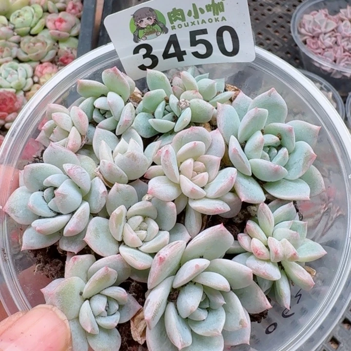 小****ღ多肉植物多肉植物