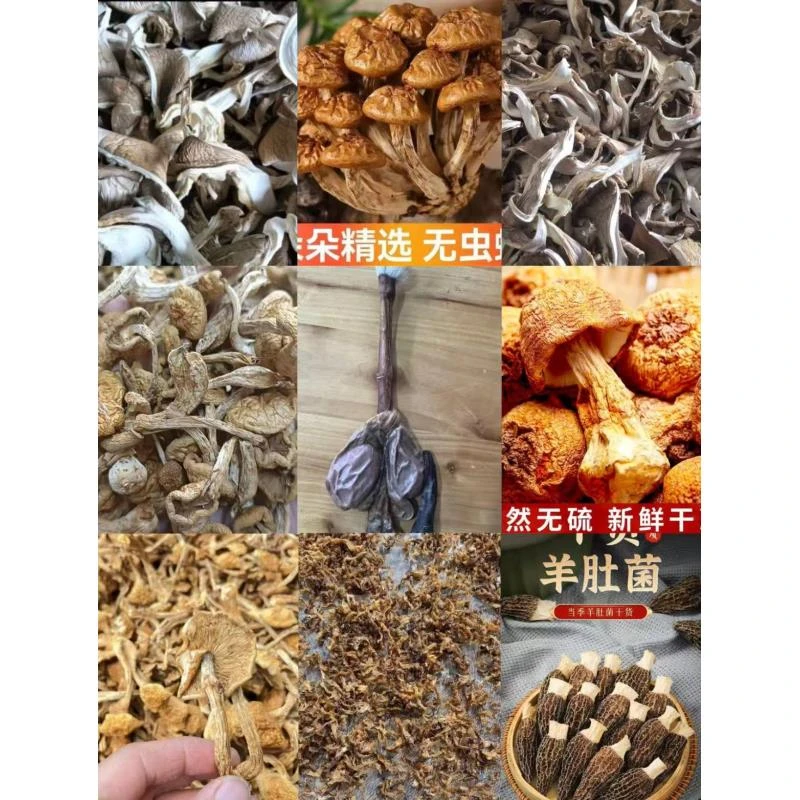 FD72【路边】高端品质   香菇菌子   现收山货