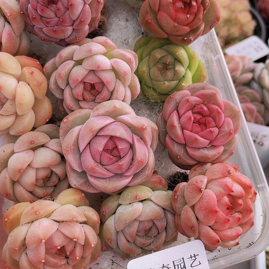 0000000000000001量拍