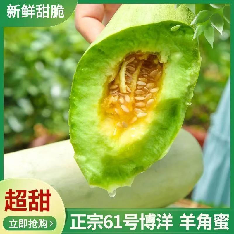 博洋‘羊角蜜甜瓜超大脆甜多汁薄皮蜜瓜新鲜水果产地直发