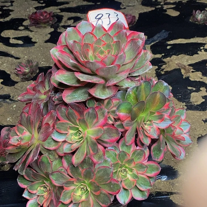 魅金玫瑰捧花法师833号