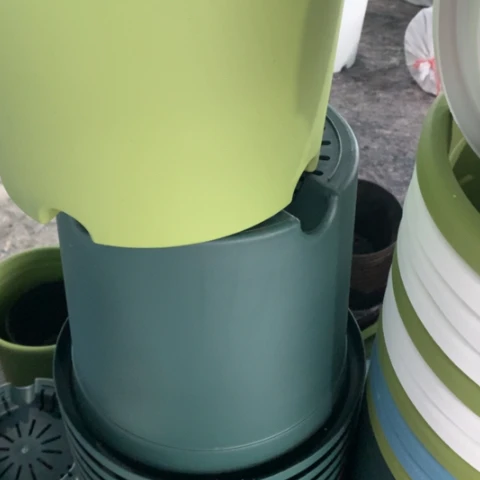 红陶5加果绿带托3个