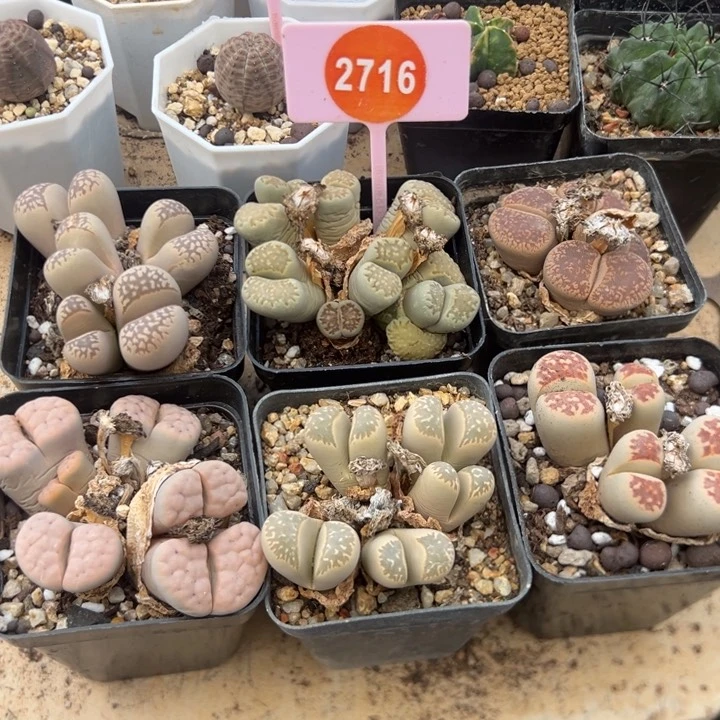 生石花六盒群2716