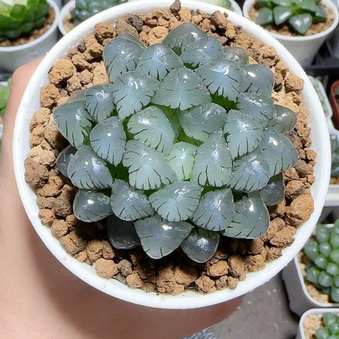 万象盆冰灯原盆原土