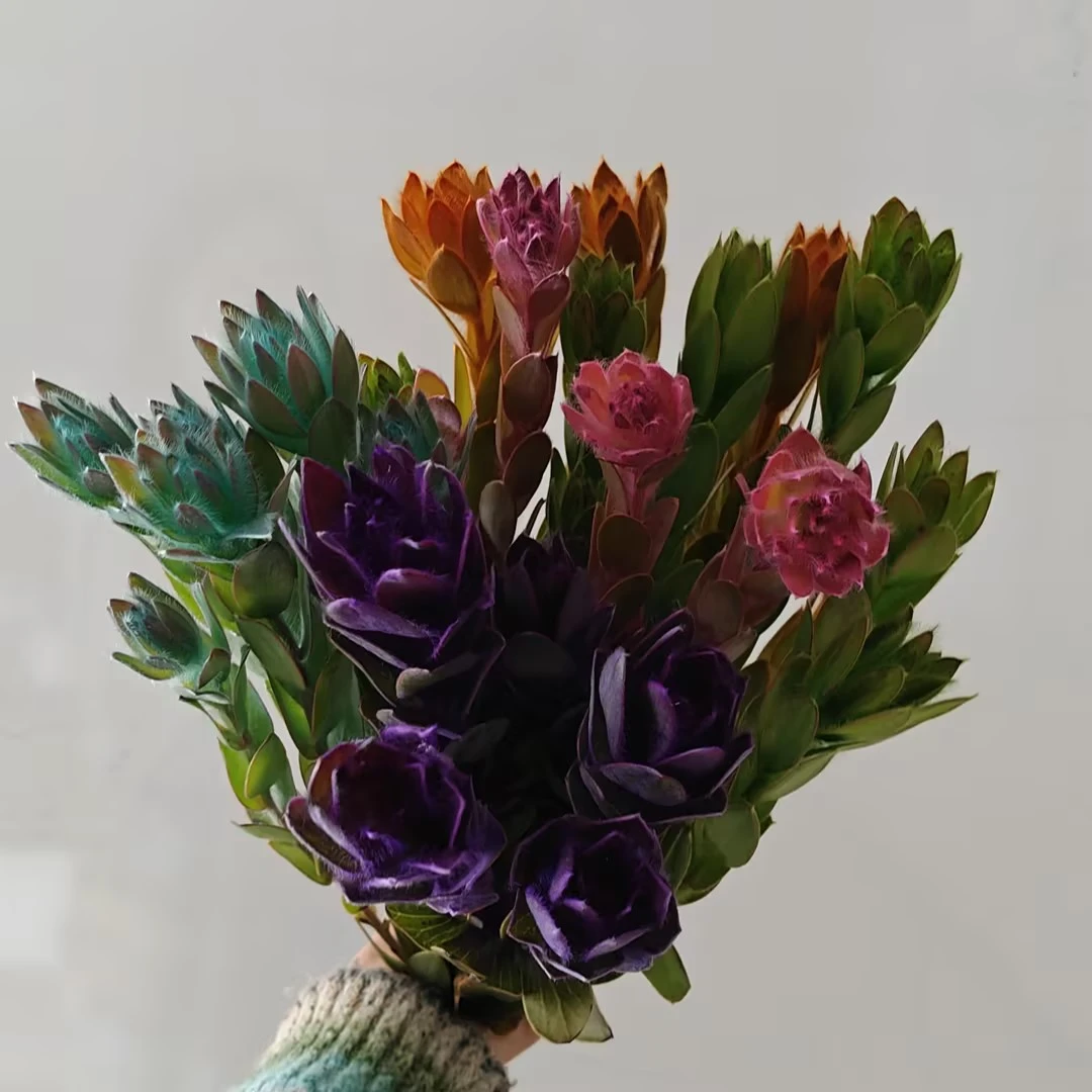 5支多头糖果木百合混搭进口鲜花花束（糖果颜色随机 头数不等）