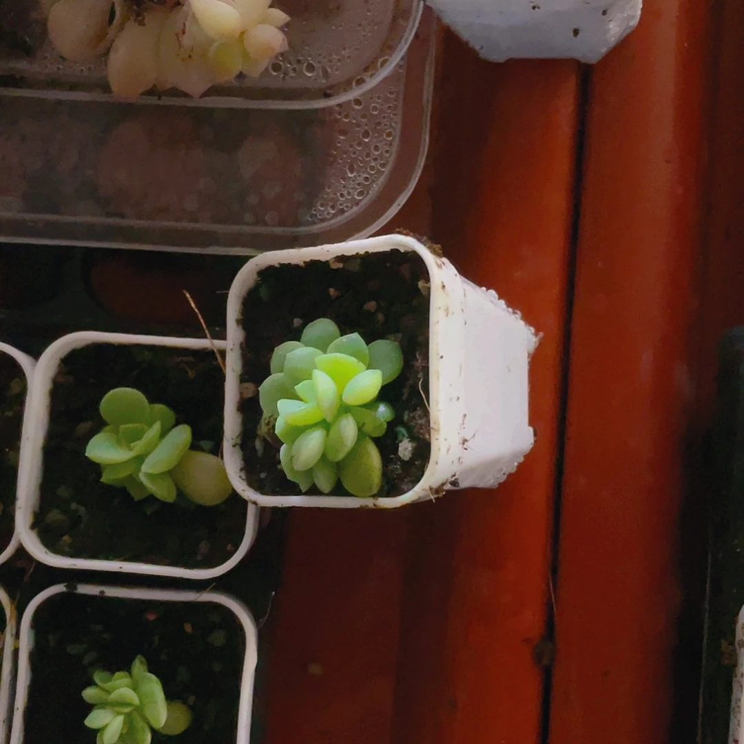 G****y夜华五头盆一个满25包邮