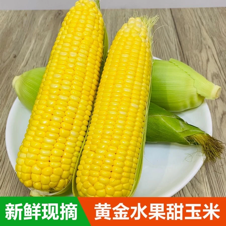 【单色水果玉米】云南新鲜甜脆水果玉米现砍当季5-9斤