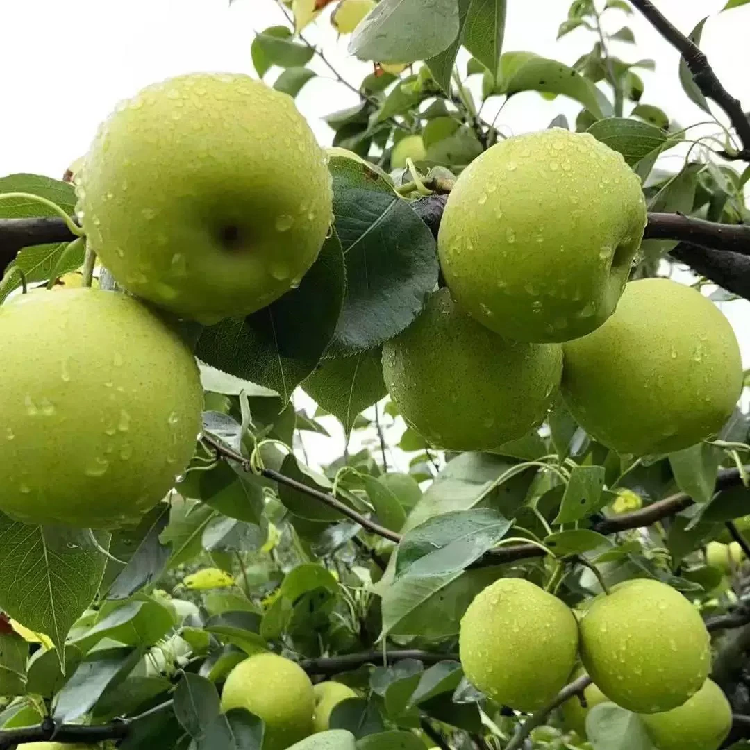 苏脆一号一到四年苗梨树苗品种树苗 一年苗 南北方种植
